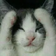 ネコ