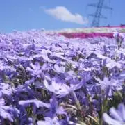 みんとの画像