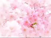 サクラ