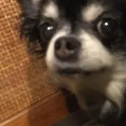 にゃん太郎の画像