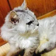 chocomame22の画像