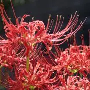 たい焼き※プロフ要確認の画像