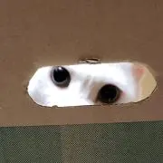 ラジの画像