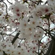 めぐ(発送連絡は通知のみ)の画像