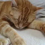まりも