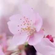 nanan