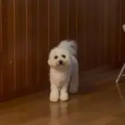 しーの画像