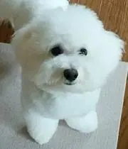 ポムの画像