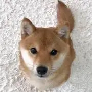ひよこ☆