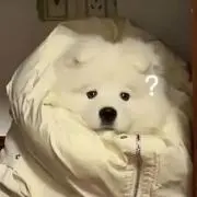 ちょこの画像