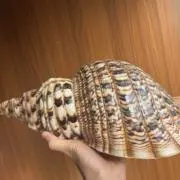 Mikanの画像