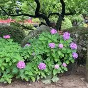 ブーの画像
