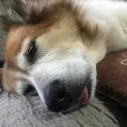 びび