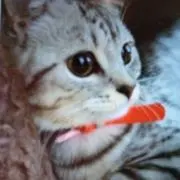 きなこ