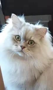 チャオの画像