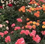 まり