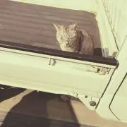 うるさネコの画像