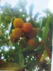 cazupieの画像