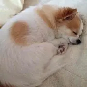 ネネ