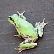 たこの画像