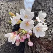 nanaco:犬いますの画像