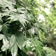 ハッシー