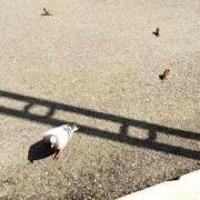 UUUの画像