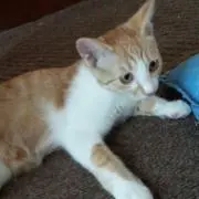 あかりの画像