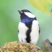 ちょっちーマシンの画像