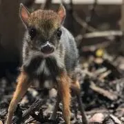 Rの画像