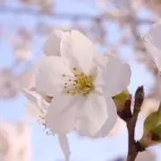 さくっちょの画像