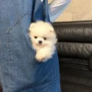 ぴぴの画像