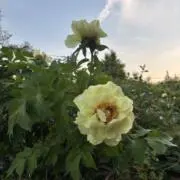まっふー