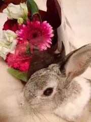chocoreiko0707の画像