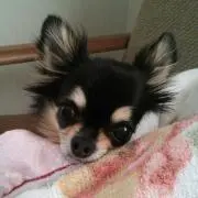 BU-Suke＊の画像