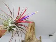 やまひつじの画像