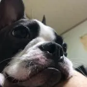 こみつ