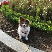 犬猫 ※プロフ必読の画像