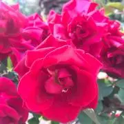roseの画像