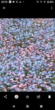 ねぐの画像