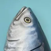 ツナの画像