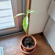 Chihiroの画像