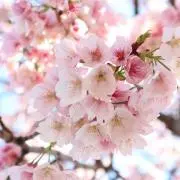 suzu＊の画像