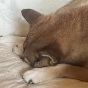 いふの画像