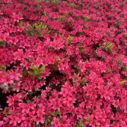 みーまま※プロフ必読お願いしますの画像