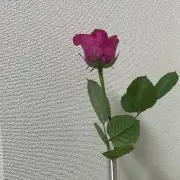 Powa☆2つ以上購入で値引きの画像