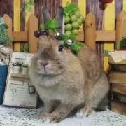 もこの画像