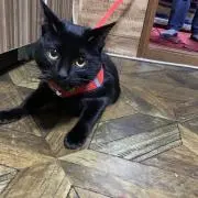 YSKRの画像