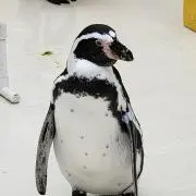 ねこっすの画像