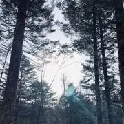 だいまる